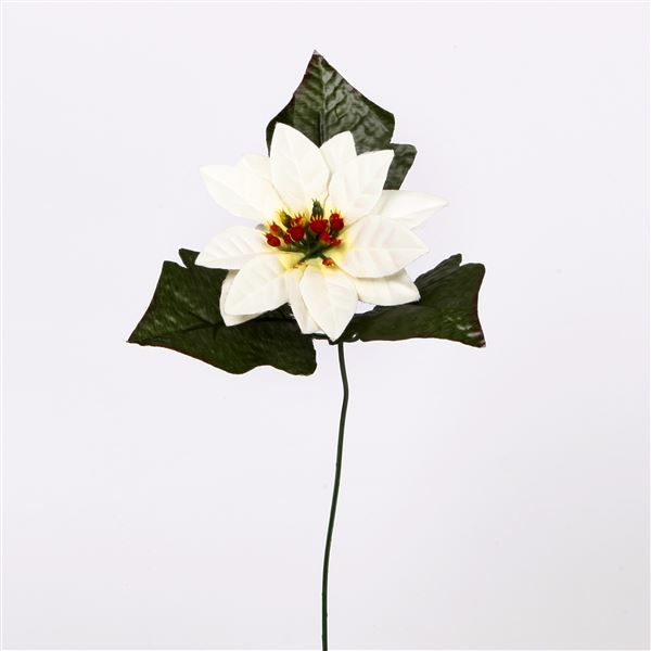 Poinsettia 1 květ bílá