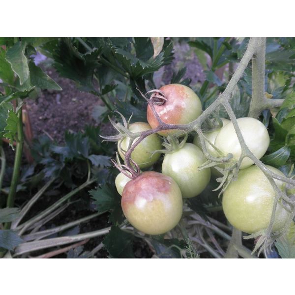 AGRO Choroby rajčat a okurek STOP RTD 0,5 l