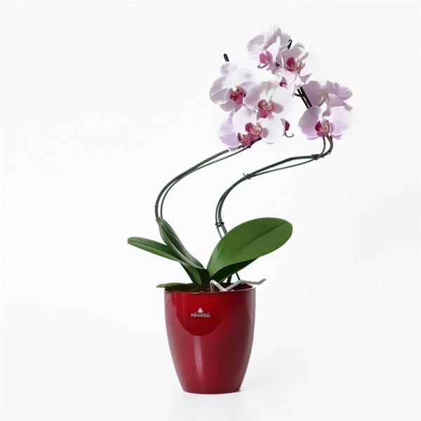 Obal orchidejový 620 Dark Red 15