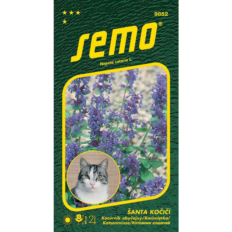 Šanta kočičí - Cat Grass 30cm, modré květy 0,2g