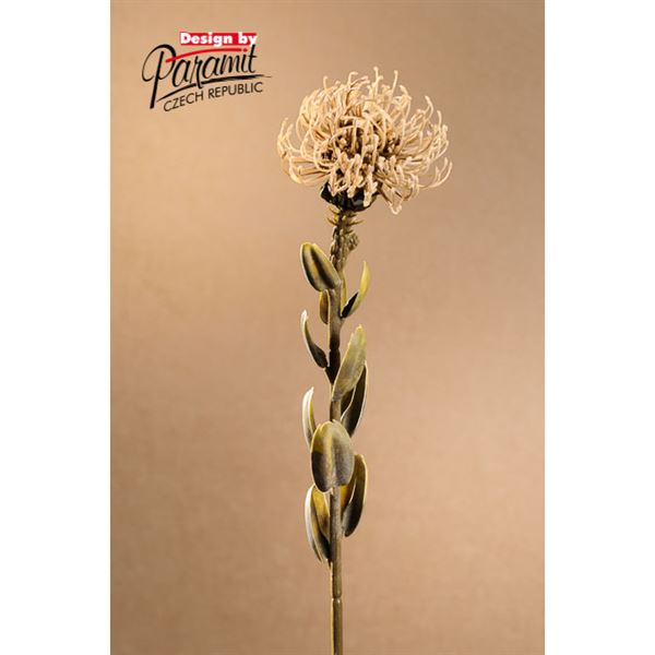 Dry Small Protea 61 cm krémová