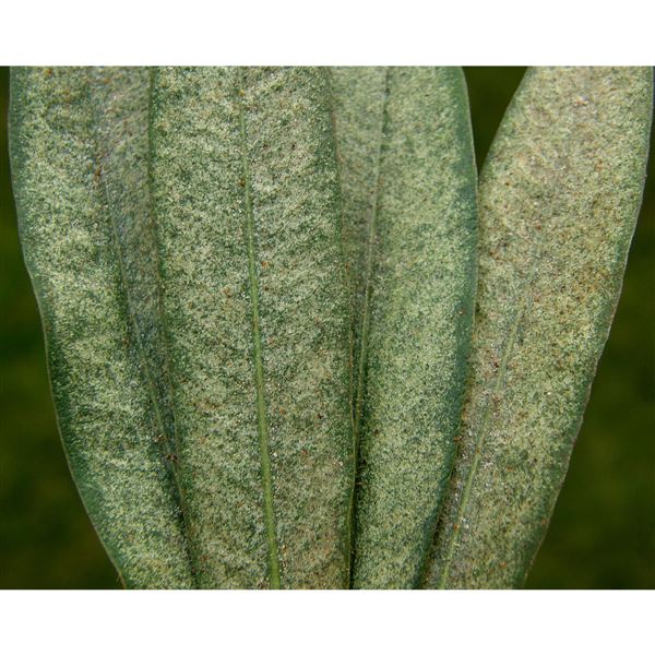 AGRO NATURA Bylinková směs na svilušky 10x10 g